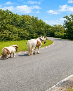New Forest road