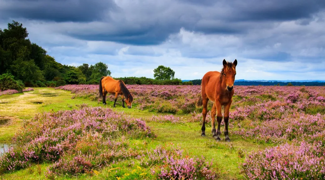 A donkey in the New Forest