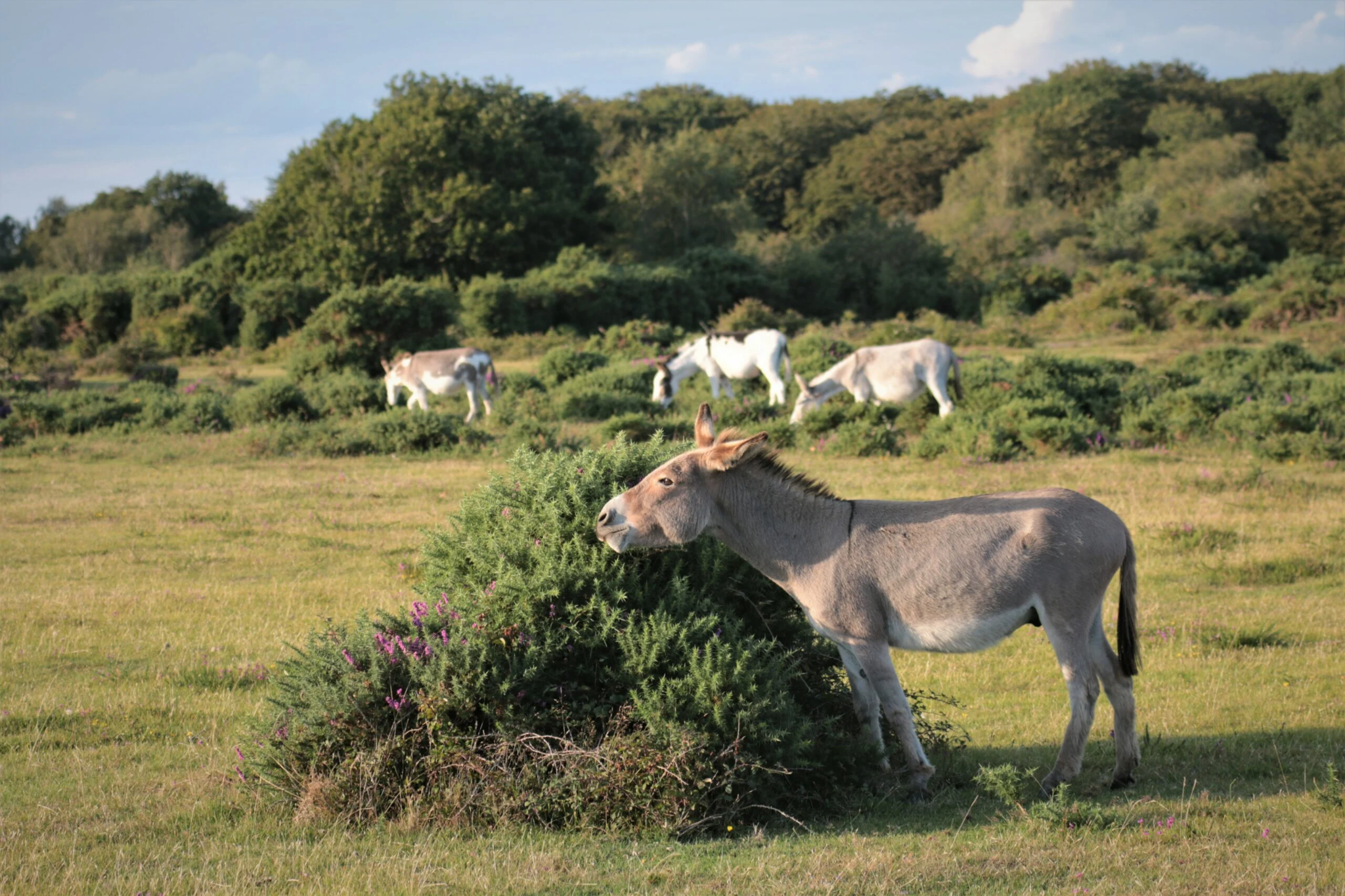 New Forest ponies grazing amongst purple heather